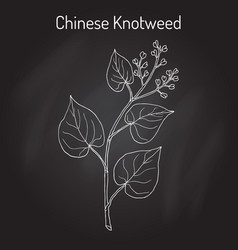 Chinese Knotweed Polygonum Multiflorum Fo-ti