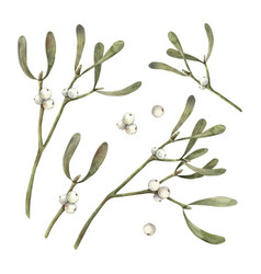 Set Of Mistletoe Plants With White Berries