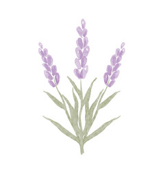 Watercolor Lavender Flower Isolated