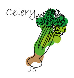 Celery On White Background