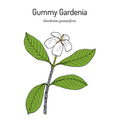 Gummy Gardenia Gardenia Gummifera Medicinal