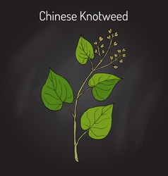 Chinese Knotweed Polygonum Multiflorum Fo-ti