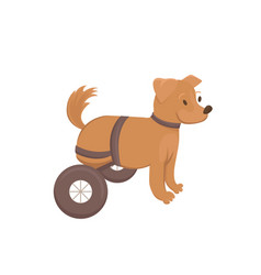 Legless Dog On Wheelchair