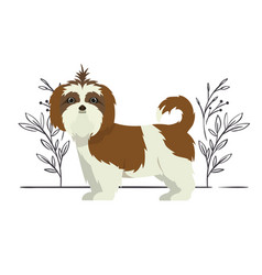 Cute Shih Tzu Dog On White Background