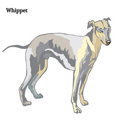 Whippet