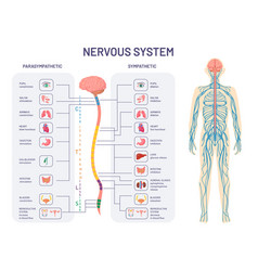 Human Nervous System Sympathetic