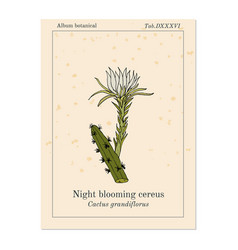 Night Blooming Cereus Cactus Grandiflorus