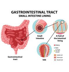 Diagram Showing Gastrointestinal Tract Small