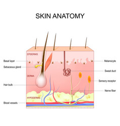 Skin Anatomy Structure And Layers Of