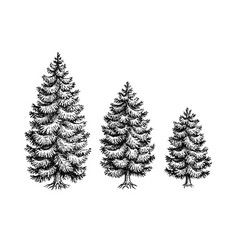 Norway Spruce Ink Sketches