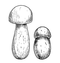 Porcini Edible Mushroom Hand Drawn