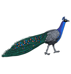 Drawing Bird Peacock