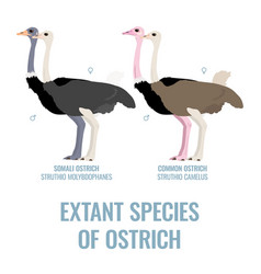 Extant Species Of Ostrich - Struthionidae Family