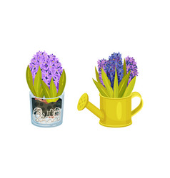 Purple And Blue Hyacinth Potted Flowers Set