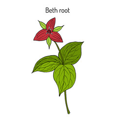 Beth Root Trillium Erectum Or Wake-robin