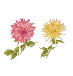 Dahlias Flowers Outline