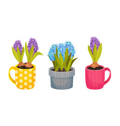 Beautiful Hyacinth Potted Flowers Set Spring