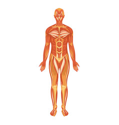 Myologia Muscular System Human Body