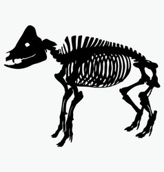 Skeleton A Pig