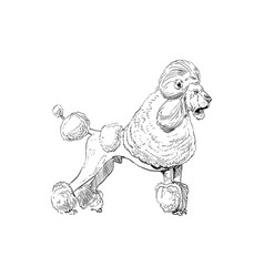 Unusual Mixture Animals Poodle Dog With Lion