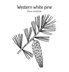 Western White Pine Pinus Monticola State Tree