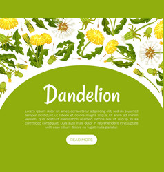 Dandelion Banner Design With Flowering Plant