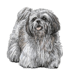 Lhasa Apso 02