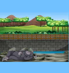 Scene With Gorilla Sleeping In Zoo