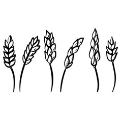 Set Of Linear Spikelets Inflorescences Of Cereal