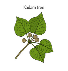 Kadam Tree Or Burflower-tree Laran Leichhardt