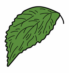 Natural Serrated Leaf