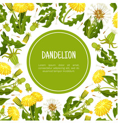 Dandelion Banner Design With Flowering Plant