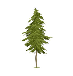 Realistic Pine Tree