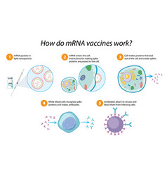 How Mrna Vaccines Work Diagram