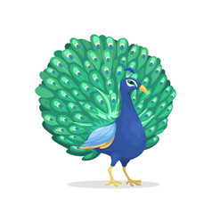 Peafowl Animal Species Cartoon