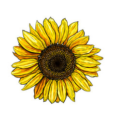 Beautiful Flower Sunflower Sketch 3