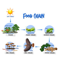 Food Chain Diagram Concept