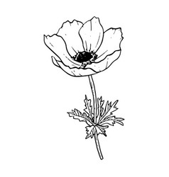 Field Anemone Poppy Flower With Stem And Leaves