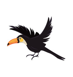 Wild Toucan Bird Animal Flying