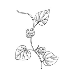 Drawing Plant Of Stephania Root