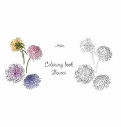 Elegant Aster Flower Coloring Book Page