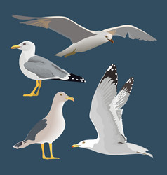 Set Of 4 Sea Gulls Hovering Soaring Standing