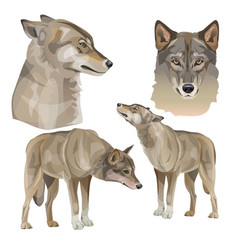 Set Gray Wolves