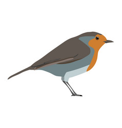 Erithacus Rubecula - European Robin - Side View