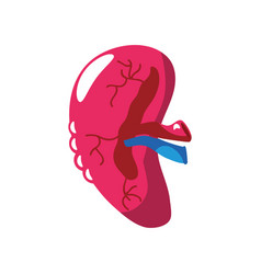 Human Spleen Organ