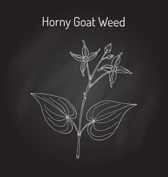 Horny Goat Weed Epimedium Sagittarius Medicinal