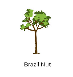 Brazil Nut Tree