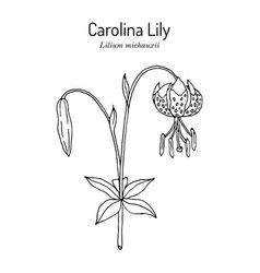 Carolina Lily Lilium Michauxii State Flower