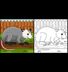 Opossum Animal Coloring Page Colored