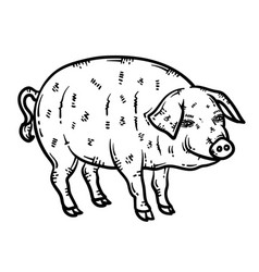 Pig Animal Coloring Page For Adult